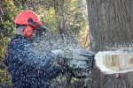 a man is cutting down a tree